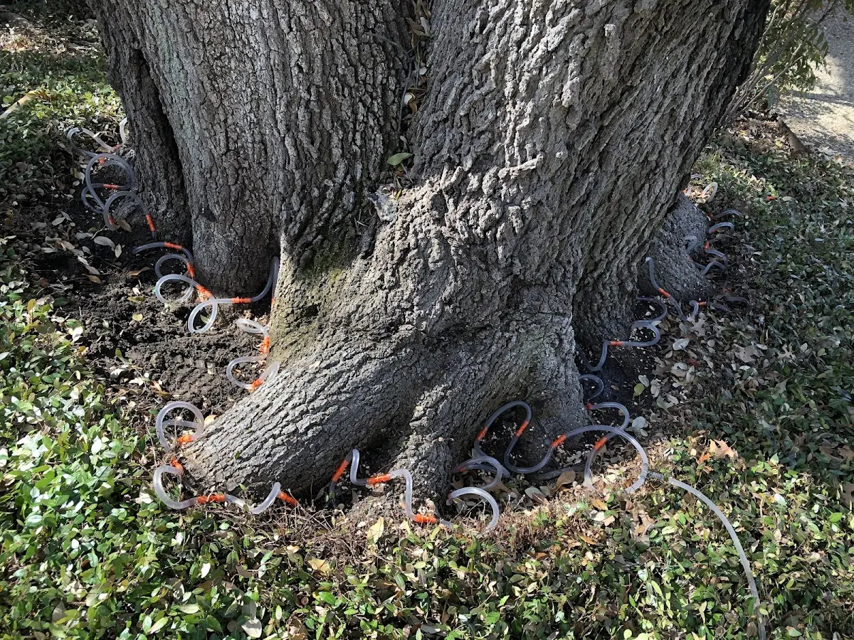 Detailed Tree Cabling and Bracing job site in Neshkoro